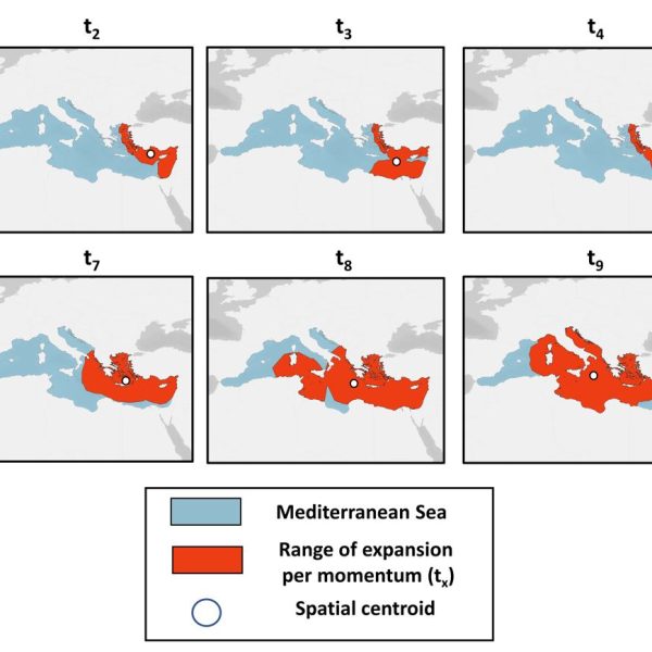 Vagenas et al., 2023 (In Review): Spatial distribution of the range expansion for the dominant regions of introductions (red) by non-indigenous fishes per analyzed momentum (tx) in the Mediterranean Sea (blue). The white circle denotes the spatial centroid of the range polygons for each successive momentum.