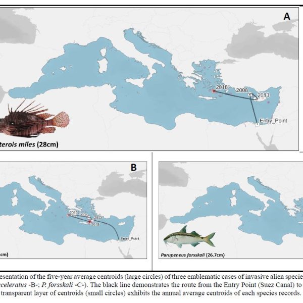 Vagenas et al., 2023 (In Review): Spatial representation of the five-year average centroids (large circles) of three emblematic cases of invasive alien species in the Mediterranean Sea (P. miles -A-; L. sceleratus -B-; P. forsskali -C-). The black line demonstrates the route from the Entry Point (Suez Canal) to the endmost five-year moving average. The transparent layer of centroids (small circles) exhibits the annual average centroids of each species records.